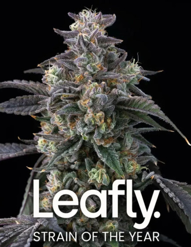 Super Boof Feminized (Barney's Farm)-Barney`s Farm-GnomesGarden