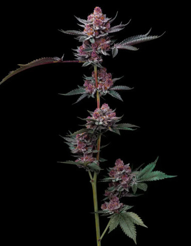 Cherry Poppers Feminisiert (Barney's Farm)-Barney`s Farm-GnomesGarden