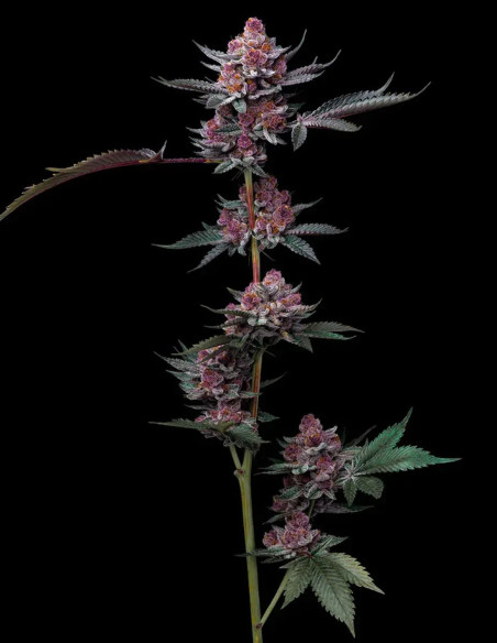 Cherry Poppers Feminized (Barney's Farm)-Barney`s Farm-GnomesGarden