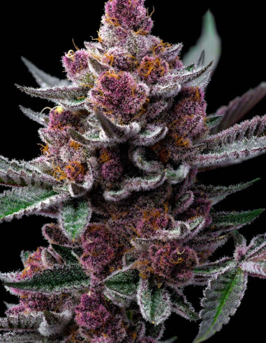 Cherry Poppers Feminized (Barney's Farm)-Barney`s Farm-GnomesGarden