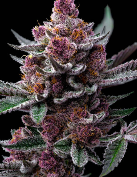 Cherry Poppers Feminized (Barney's Farm)-Barney`s Farm-GnomesGarden