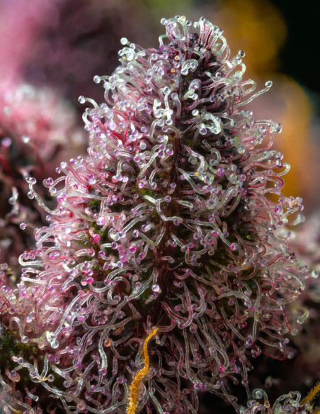 Cherry Poppers Feminizowane (Barney's Farm)-Barney`s Farm-GnomesGarden