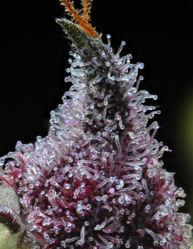 Cherry Poppers Feminisiert (Barney's Farm)-Barney`s Farm-GnomesGarden