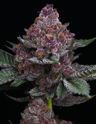 Cherry Poppers Feminized (Barney's Farm)-Barney`s Farm-GnomesGarden