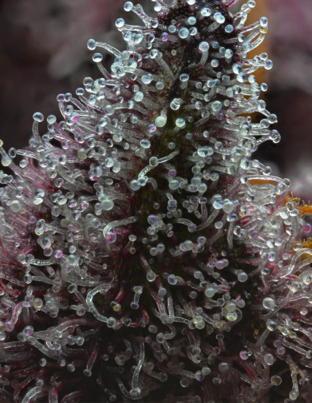 Cherry Poppers Feminized (Barney's Farm)-Barney`s Farm-GnomesGarden