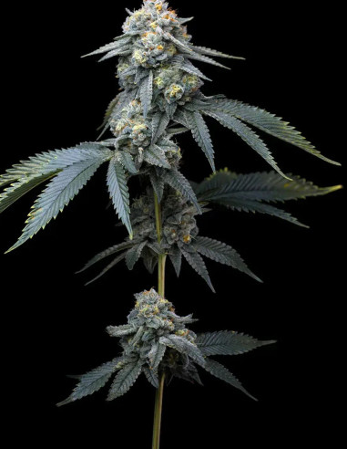 Jealousy Feminized (Barney's Farm)-Barney`s Farm-GnomesGarden