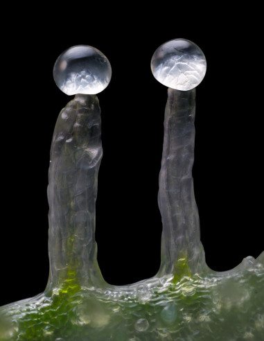 Jealousy Feminized (Barney's Farm)-Barney`s Farm-GnomesGarden