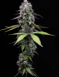 Zoap Feminizowane (Barney's Farm)