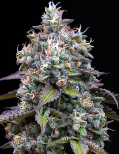 Zoap Feminized (Barney's Farm)-Barney`s Farm-GnomesGarden