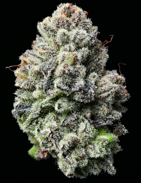 Lemon Cherry Gelato Feminized (Barney's Farm)-Barney`s Farm-GnomesGarden
