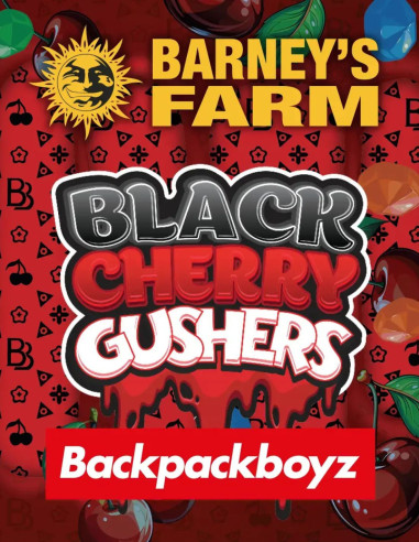 Black Cherry Gushers Feminizado (Barney's Farm)-Barney`s Farm-GnomesGarden