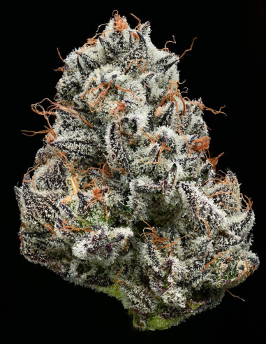 Black Cherry Gushers Feminizowane (Barney's Farm)-Barney`s Farm-GnomesGarden