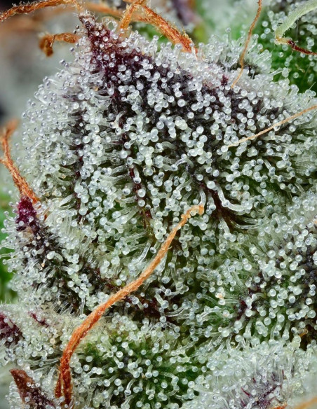 Black Cherry Gushers Feminizado (Barney's Farm)-Barney`s Farm-GnomesGarden