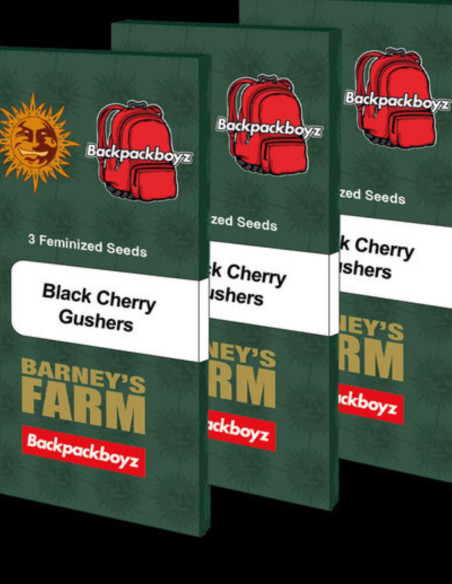 Black Cherry Gushers Feminizado (Barney's Farm)-Barney`s Farm-GnomesGarden