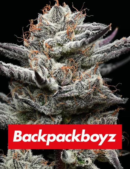 Black Cherry Gushers Feminisiert (Barney's Farm)-Barney`s Farm-GnomesGarden