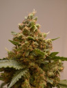Bruce Banner x White Russian Feminizowane (Gnomes Seeds)