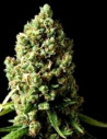 Za 7 złotych Amnesia Fast Version Feminizowane (Gnomes Seeds)