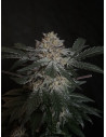 Za 7 złotych Candy Rain Feminizowane (Gnomes Seeds)