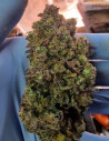 Auto Sour Blueberry Feminizowane (Gnomes Seeds)