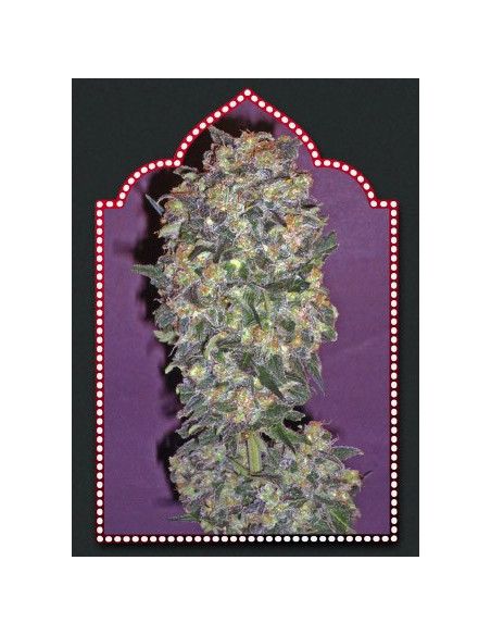 Chocolate Kush Feminizowane (00 Seeds Bank)-00 Seeds Bank-GnomesGarden