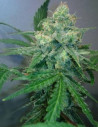 Auto Zkittlez Feminizowane (Gnomes Seeds)