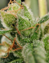 Fast Sour Ultra Diesel Feminizowane (Gnomes Seeds)