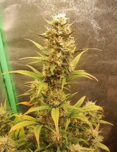 Candy Rain Auto Feminizowane (Gnomes Seeds)