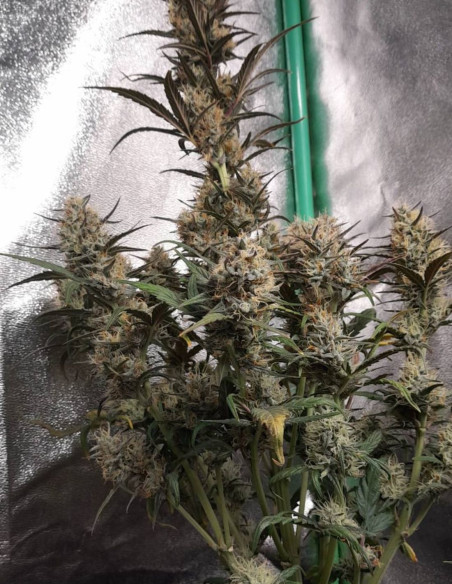 Candy Rain Auto Feminizowane (Gnomes Seeds)-Gnomes Seeds-GnomesGarden