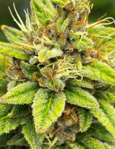 Candy Rain Auto Feminized (Gnomes Seeds)-Gnomes Seeds-GnomesGarden