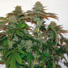 8 Ball Kush Feminisierte (Barney's Farm)