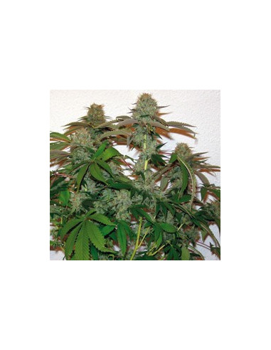 8 Ball Kush Feminisierte (Barney's Farm)-Barney`s Farm-GnomesGarden