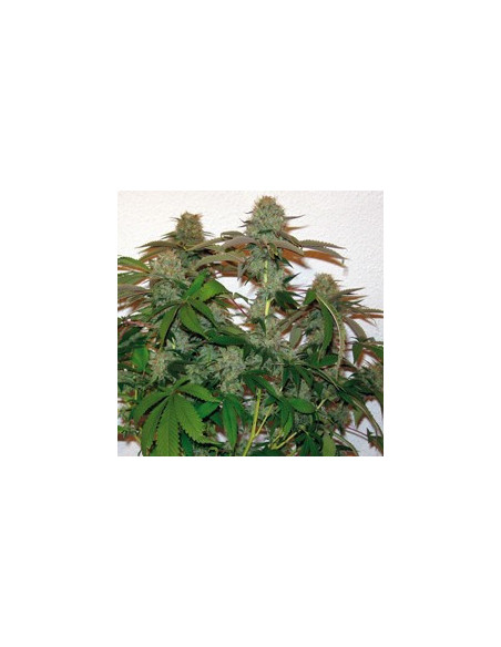 8 Ball Kush Feminisierte (Barney's Farm)-Barney`s Farm-GnomesGarden
