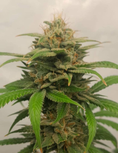 Candy Rain Auto Feminized (Gnomes Seeds)-Gnomes Seeds-GnomesGarden