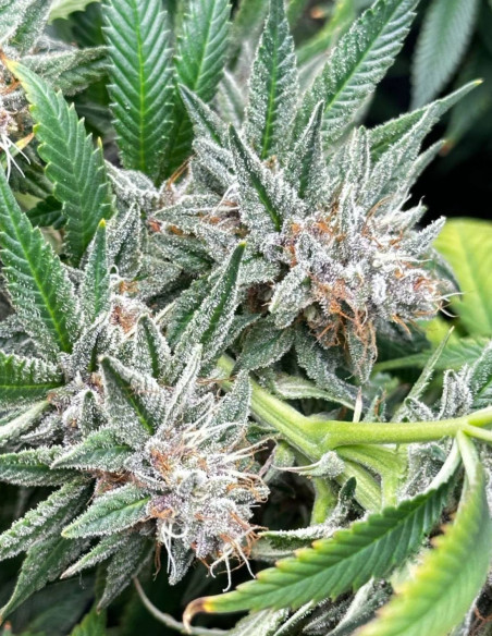 Candy Rain Auto Feminizowane (Gnomes Seeds)-Gnomes Seeds-GnomesGarden