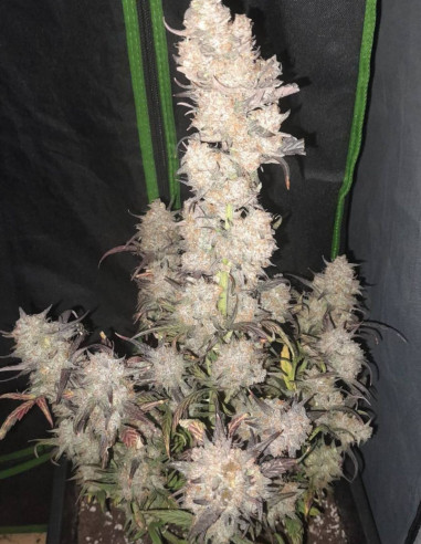 Candy Rain Auto Feminizowane (Gnomes Seeds)-Gnomes Seeds-GnomesGarden