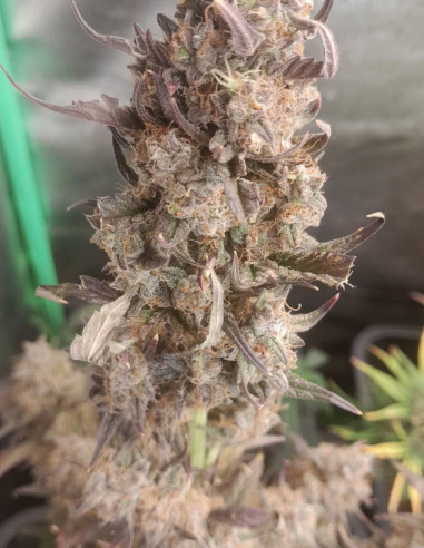 Candy Rain Auto Feminizowane (Gnomes Seeds)-Gnomes Seeds-GnomesGarden