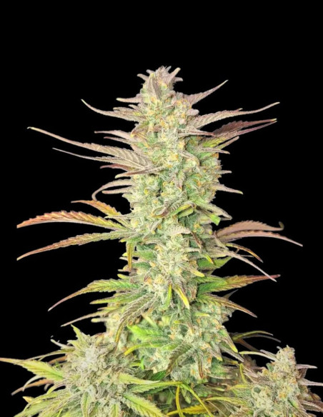 Z-Up Auto Feminizowane (FastBuds)-FastBuds-GnomesGarden