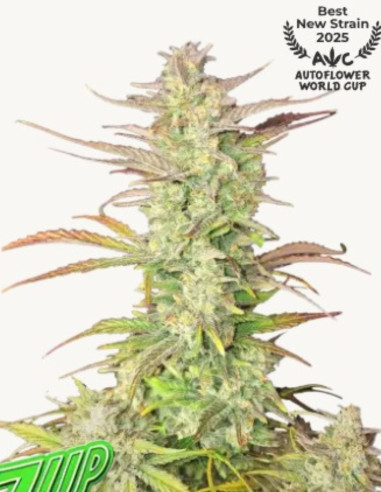 Z-Up Auto Feminisiert (FastBuds)-FastBuds-GnomesGarden
