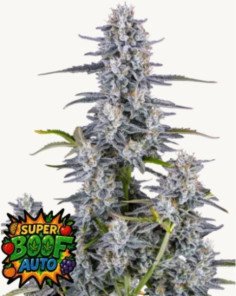 Super Boof Auto Feminizado (FastBuds)