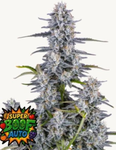 Super Boof Auto Feminisiert (FastBuds)