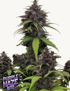 Purple Haze Auto Feminisiert (FastBuds)