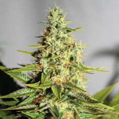 Acapulco Goldc Feminisierte (Barney's Farm)