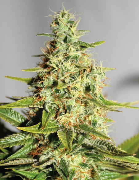 Acapulco Gold Feminized (Barney's Farm)-Barney`s Farm-GnomesGarden