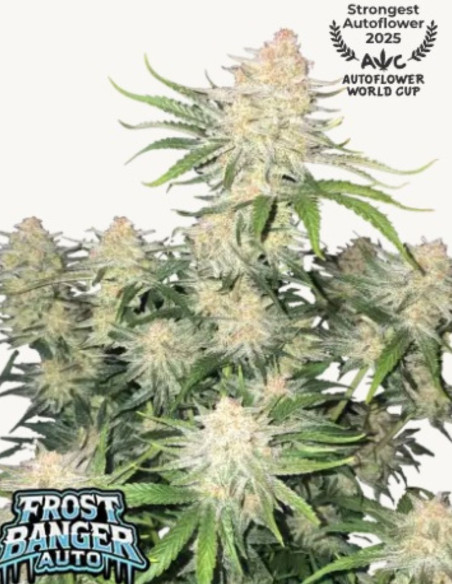 Frostbanger Auto Feminized (FastBuds)-FastBuds-GnomesGarden