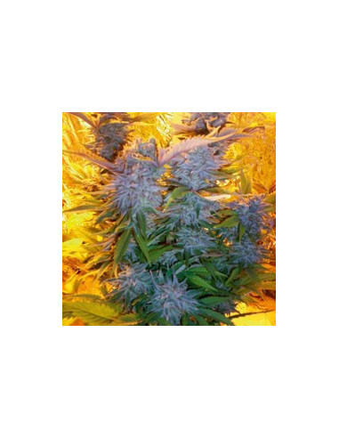 Blue Mammoth Auto Feminisierte (Barney's Farm)-Barney`s Farm-GnomesGarden