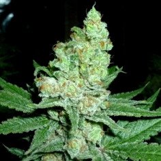 For 1.7 euro Auto Cheesecake x Gelato Feminized (Gnomes Seeds)