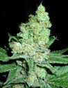 For 1.7 euro Auto Cheesecake x Gelato Feminized (Gnomes Seeds)