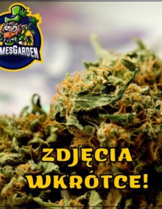Auto Critical Sour Kush Feminizowane (Gnomes Seeds)