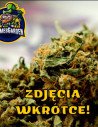 Auto Critical Sour Kush Feminizowane (Gnomes Seeds)