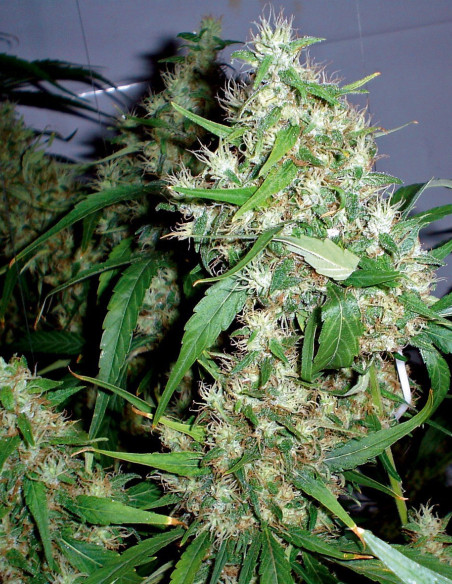 Critical  Rapido Auto Feminized (Barney's Farm)-Barney`s Farm-GnomesGarden